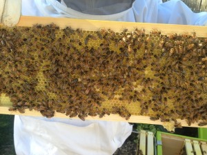 beekeeper-475676_640